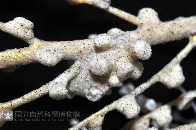 未知種鞘群海葵藏品圖，第7張