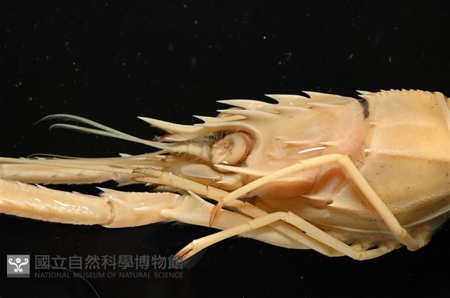 臺灣後海螯蝦藏品圖，第7張