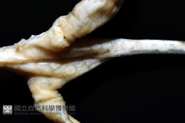 未知種鈍矢海鰓藏品圖，第7張