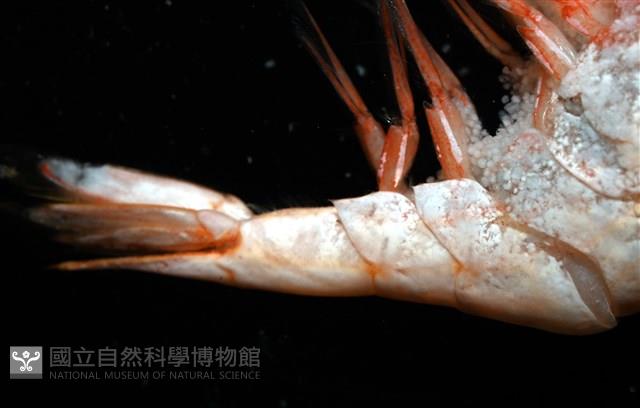 雄偉紅蝦藏品圖，第7張