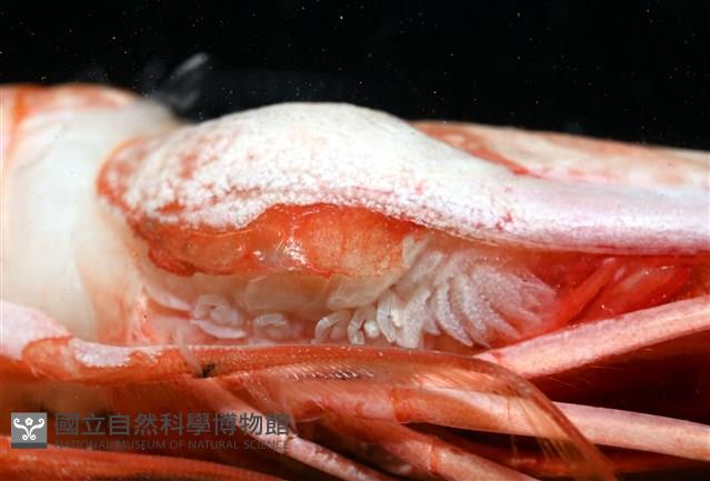未知種擬對蝦蝦虱藏品圖，第7張