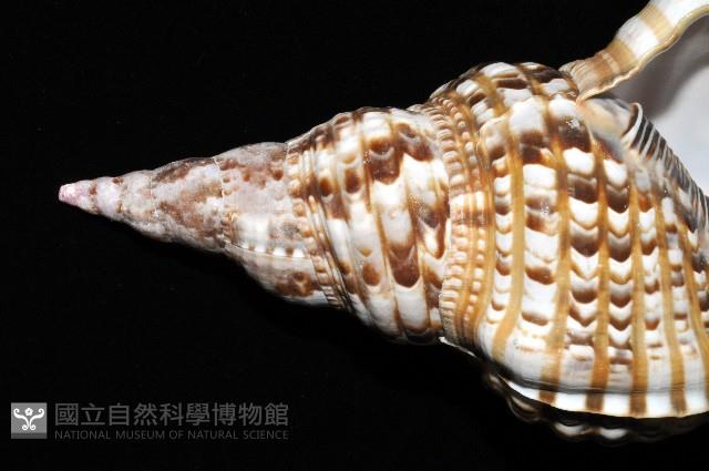 大西洋大法螺藏品圖，第7張
