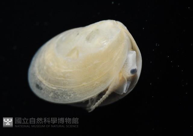 臺灣原蚌蟲藏品圖，第7張