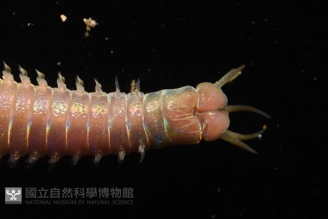 未知種岩蟲藏品圖，第7張