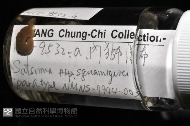 鱗高腰蝸牛(鱗菱蝸牛)藏品圖，第7張