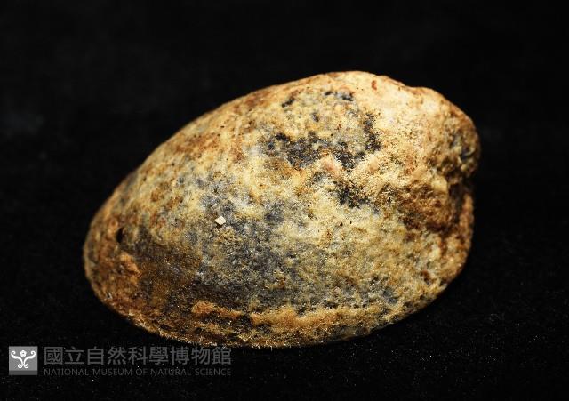 壁蜑螺藏品圖，第7張
