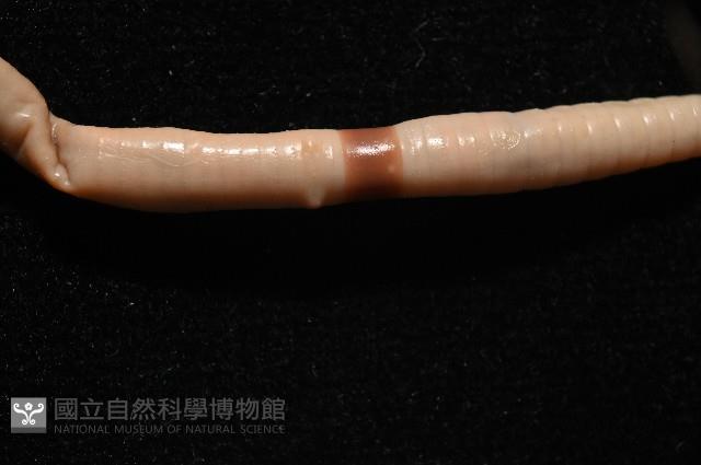 重期遠環蚓藏品圖，第7張