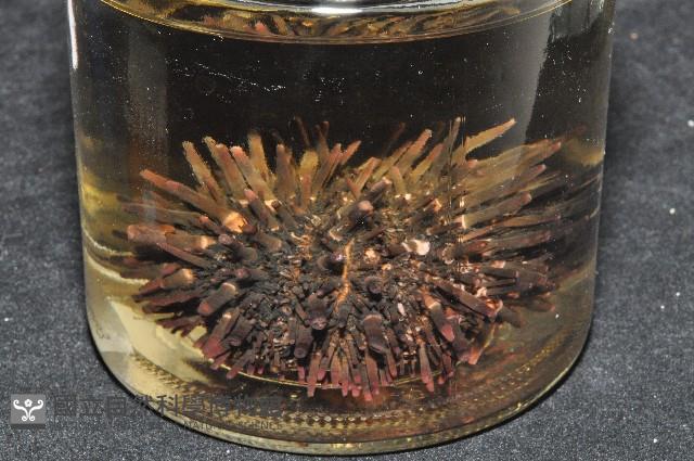 口鰓海膽藏品圖，第7張
