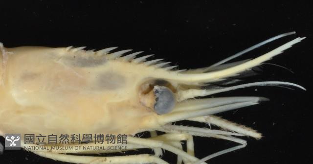 陳氏長額蝦(新種)藏品圖，第7張