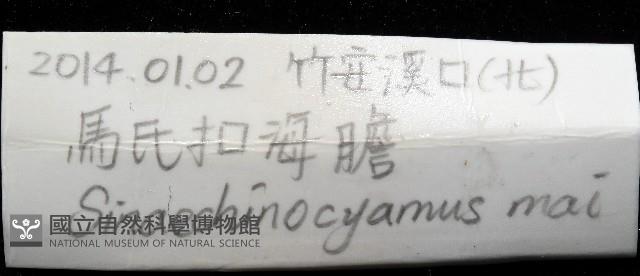 馬氏海錢(馬氏扣海膽)藏品圖，第7張