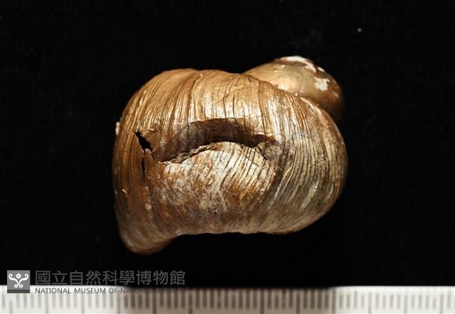 造殼海葵之一種藏品圖，第7張
