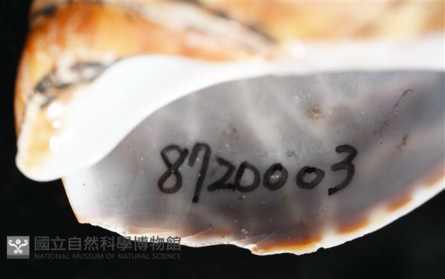 窄縫鳳螺藏品圖，第7張