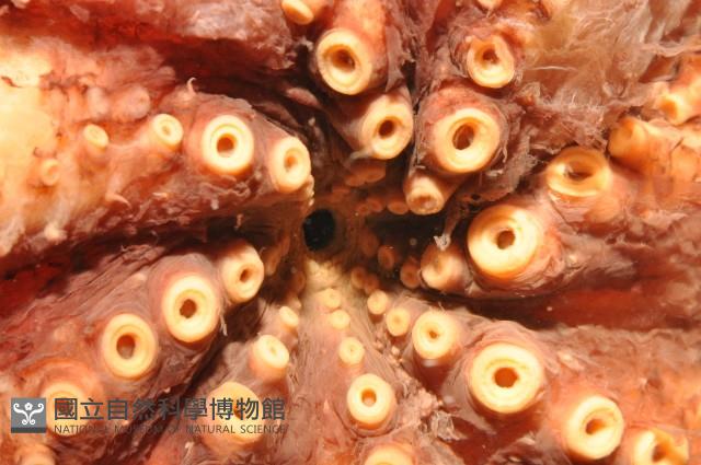 東沙面蛸(新種)藏品圖，第7張