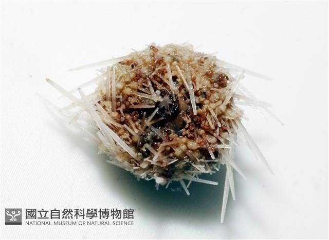 福氏鋸海膽藏品圖，第7張