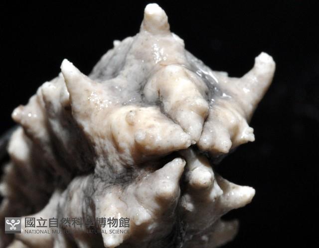 方柱翼手參藏品圖，第7張