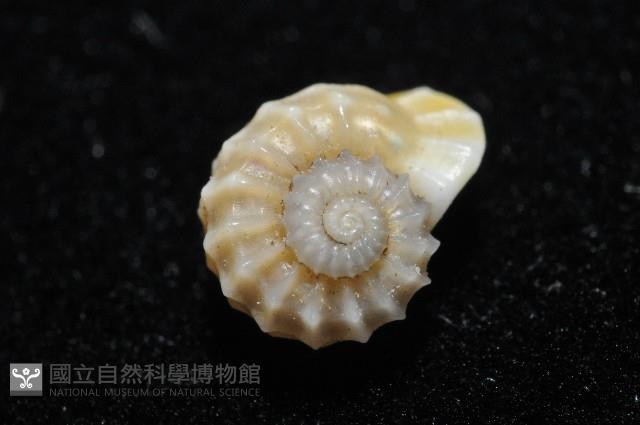 鋼石花冠螺藏品圖，第7張