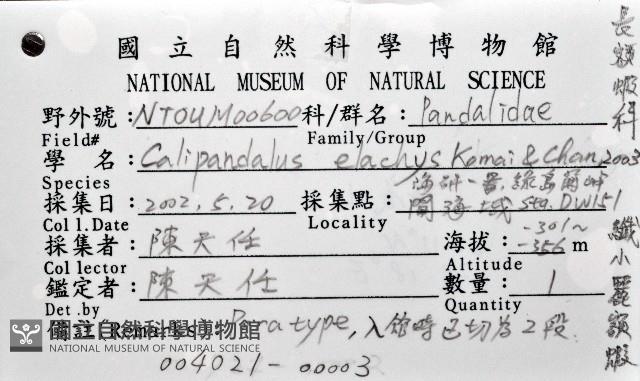 纖小麗額蝦藏品圖，第7張