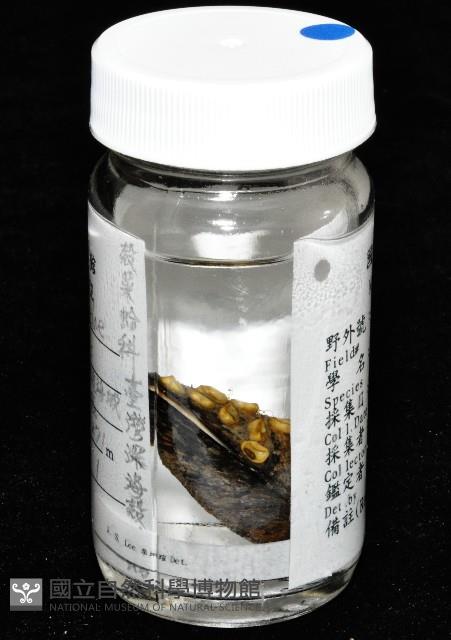 臺灣深海殼菜蛤藏品圖，第7張