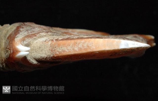 司氏鎧茗荷藏品圖，第7張