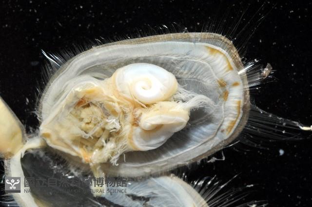 亞氏海豆芽藏品圖，第7張