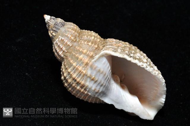 巨核螺藏品圖，第7張