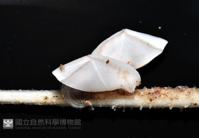 平滑大茗荷藏品圖，第7張