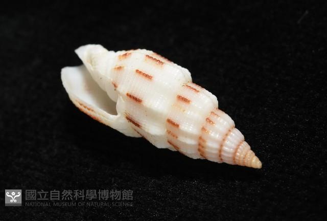 刺繡蛹筆螺藏品圖，第7張