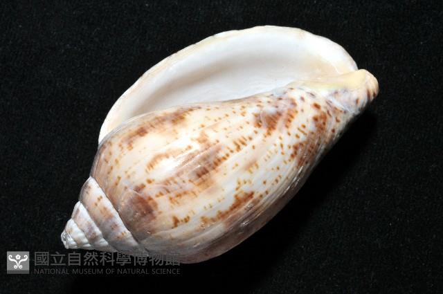 棕線渦螺藏品圖，第7張
