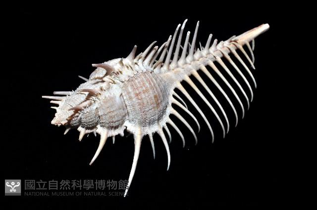 維納斯骨螺藏品圖，第7張