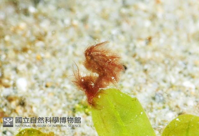 毛毛蝦藏品圖，第7張