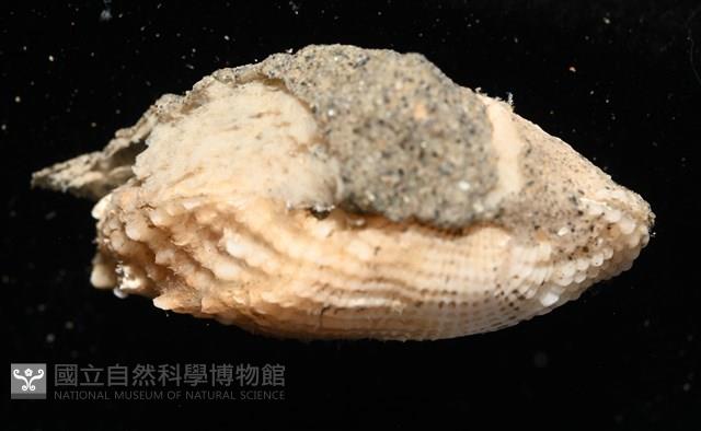 未知種魁蛤藏品圖，第7張