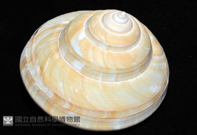 寺町翁戎螺藏品圖，第7張