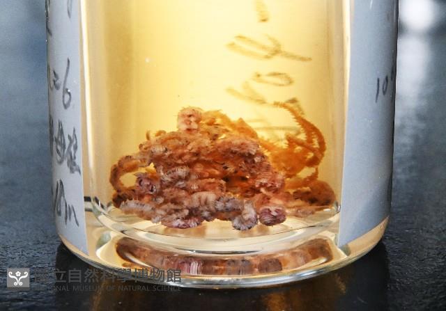 錦疣蛇尾藏品圖，第7張