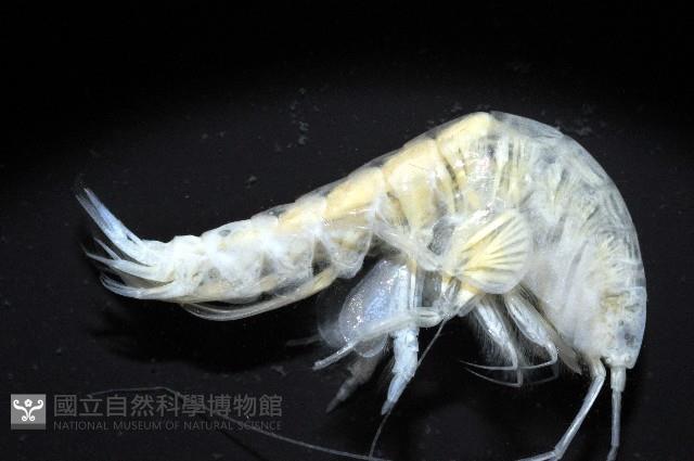 未知種端足類藏品圖，第7張