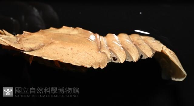 九齒扇蝦藏品圖，第7張