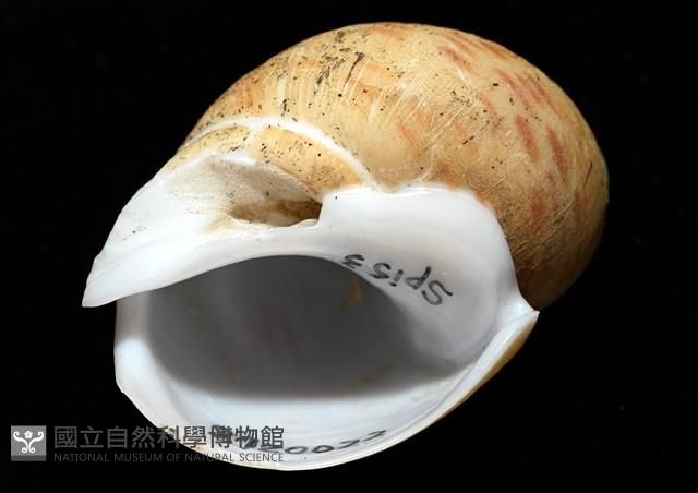 彩繪型深溝鳳螺藏品圖，第7張