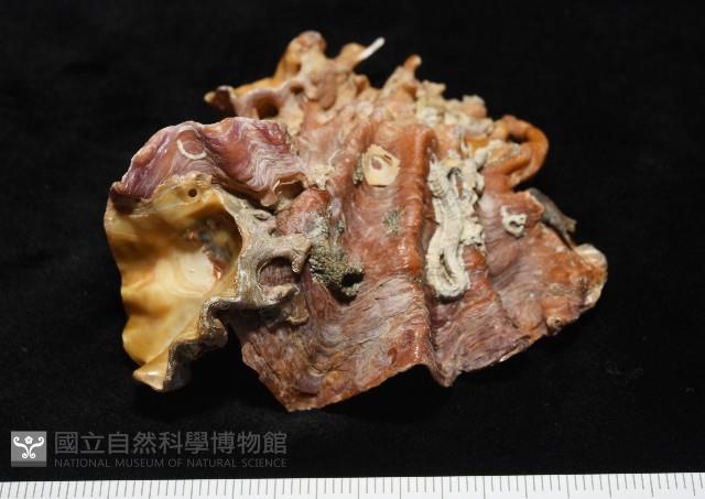 鋸齒牡蠣藏品圖，第7張