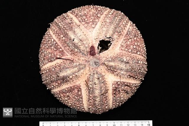 輻星肛海膽藏品圖，第7張