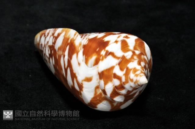 阿瑪迪芋螺藏品圖，第7張