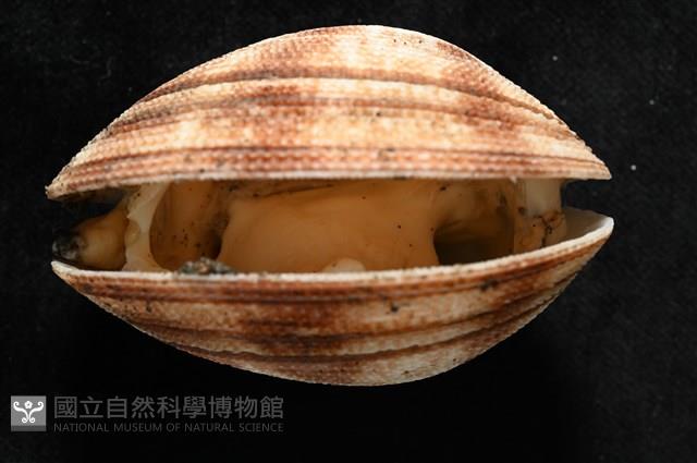 千妮簾蛤藏品圖，第7張