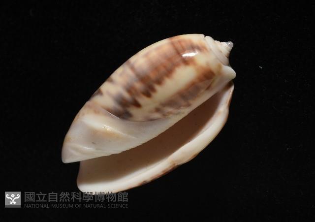 泡形榧螺藏品圖，第7張