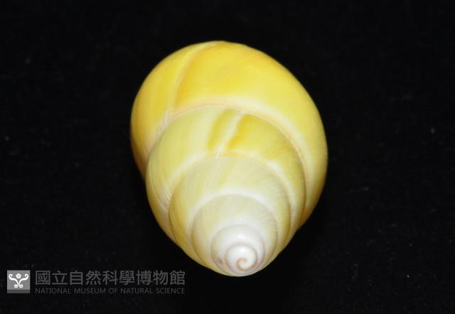 黃雙旋蝸牛藏品圖，第7張