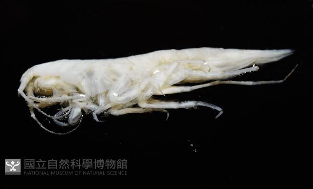 未知種深海鉤蝦藏品圖，第7張