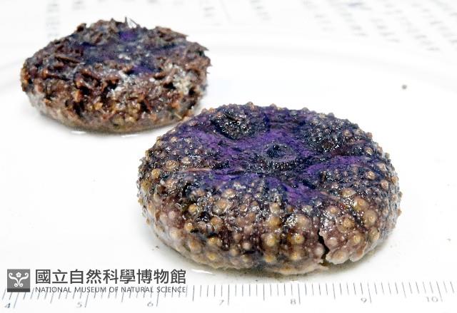 日本毛冠海膽藏品圖，第7張