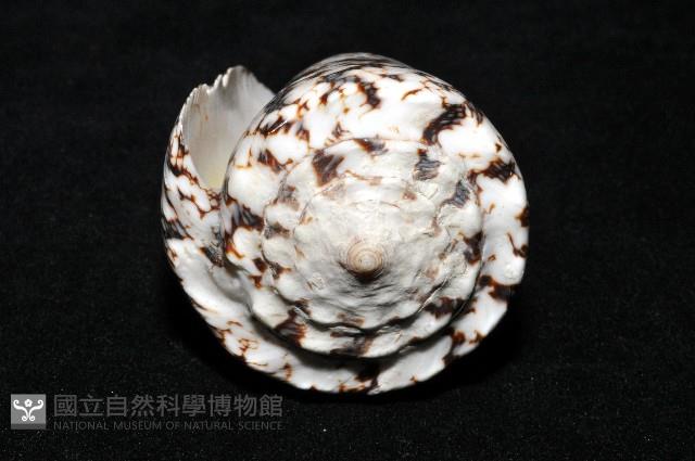 網目大理石芋螺藏品圖，第7張