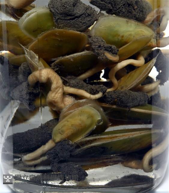 亞氏海豆芽藏品圖，第7張