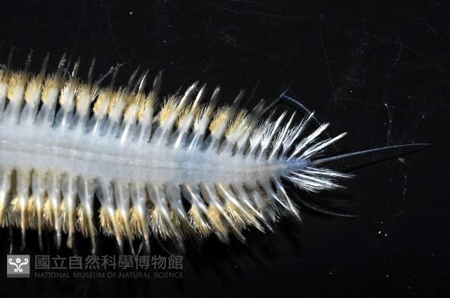 未知種多鱗蟲藏品圖，第7張