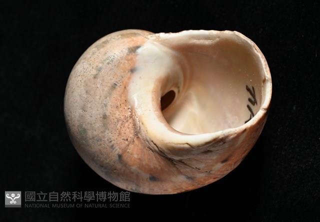 芮氏蠑螺藏品圖，第7張