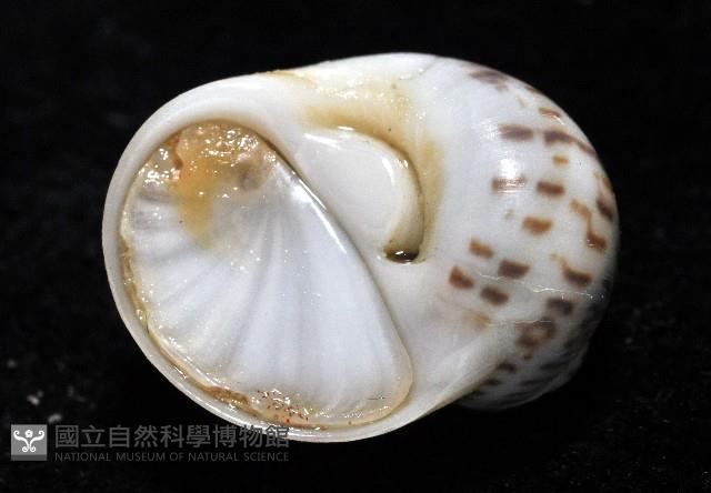 小灰玉螺藏品圖，第7張