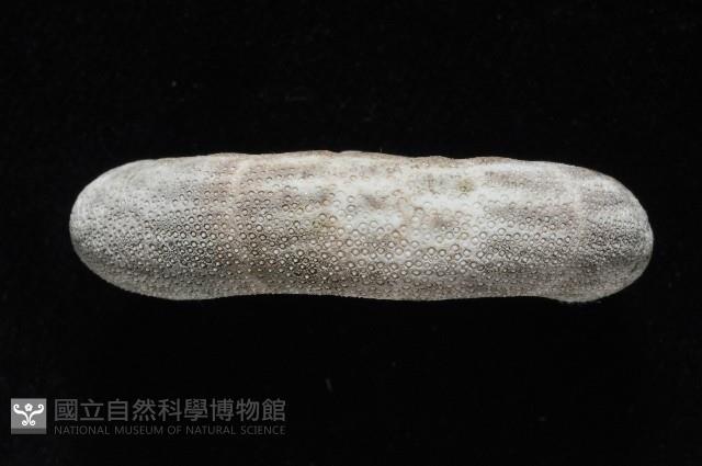 網楯海膽藏品圖，第7張